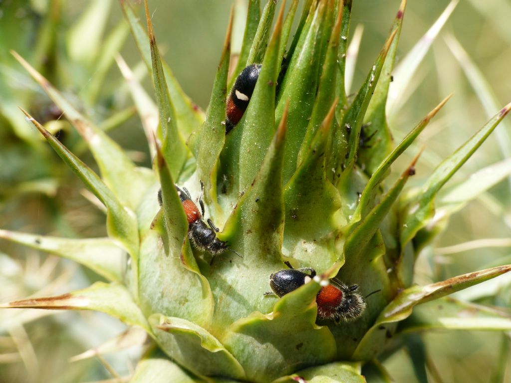 Cleridae: Tilloidea transversalis? S !